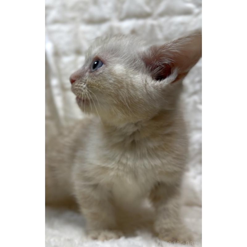 販売中の東京都のアメリカンショートヘア-130385の3枚目