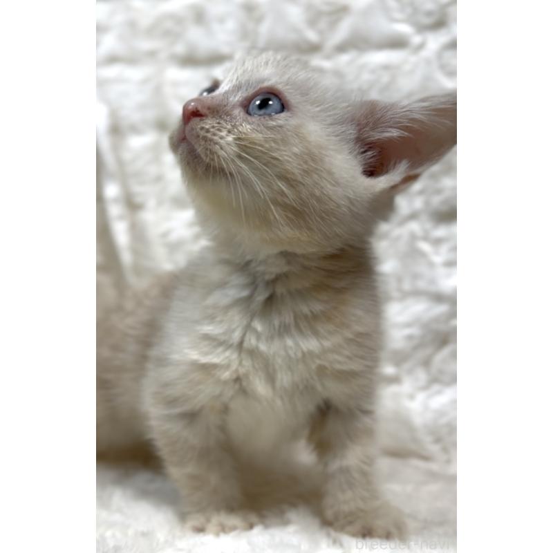 販売中の東京都のアメリカンショートヘア-130385の2枚目