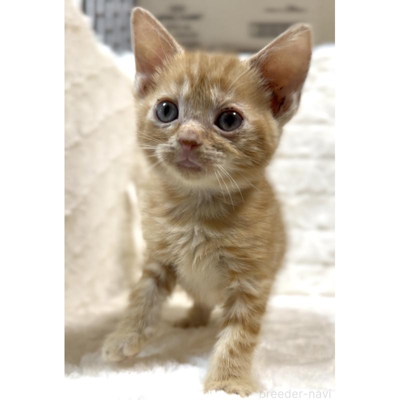 販売中の東京都のアメリカンショートヘア-130386の7枚目