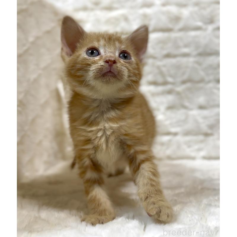 販売中の東京都のアメリカンショートヘア-130386の6枚目