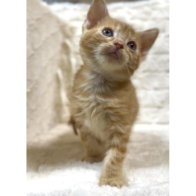 販売中の東京都のアメリカンショートヘア-130386の5枚目