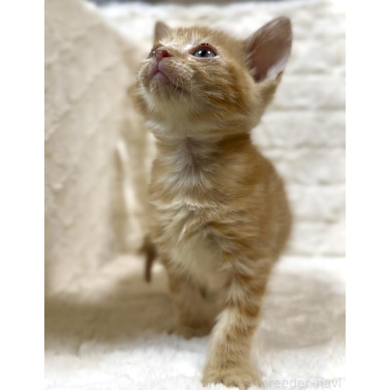 販売中の東京都のアメリカンショートヘア-130386の4枚目