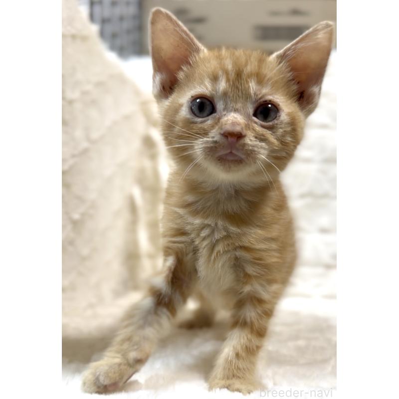 販売中の東京都のアメリカンショートヘア-130386の3枚目