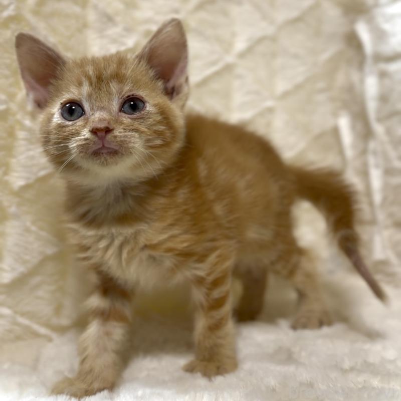 販売中の東京都のアメリカンショートヘア-130386の2枚目