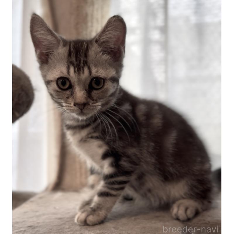 販売中の東京都のアメリカンショートヘア-130388の4枚目