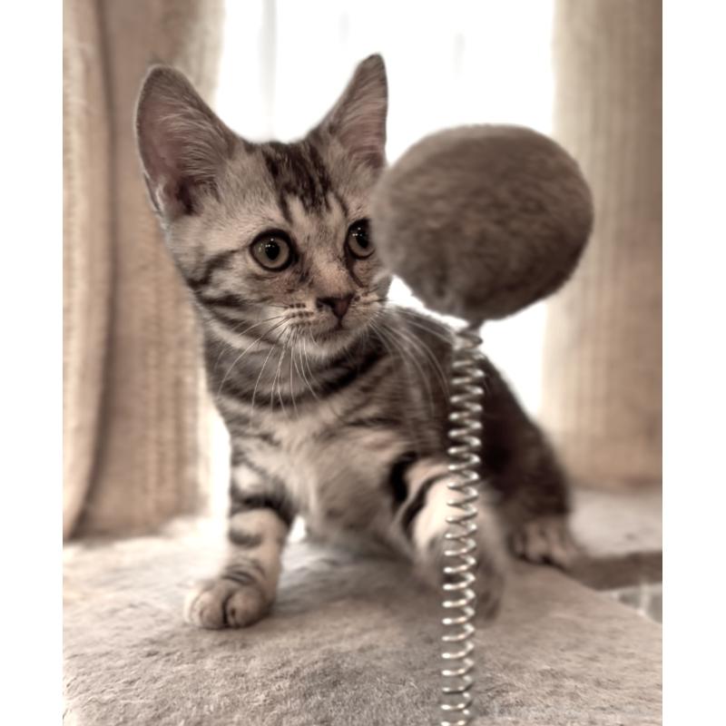 販売中の東京都のアメリカンショートヘア-130388の3枚目