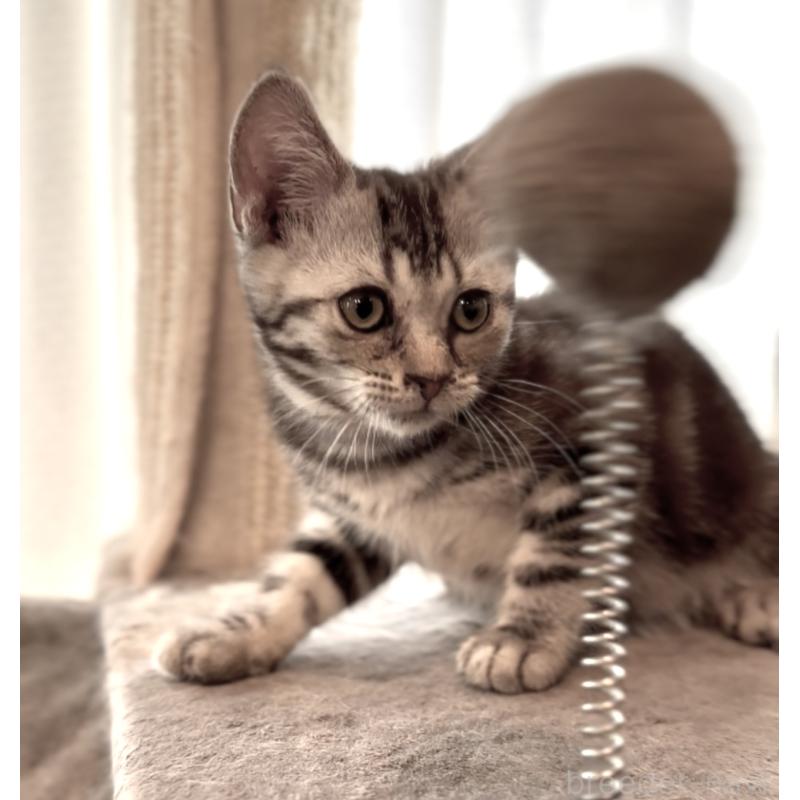 販売中の東京都のアメリカンショートヘア-130388の2枚目