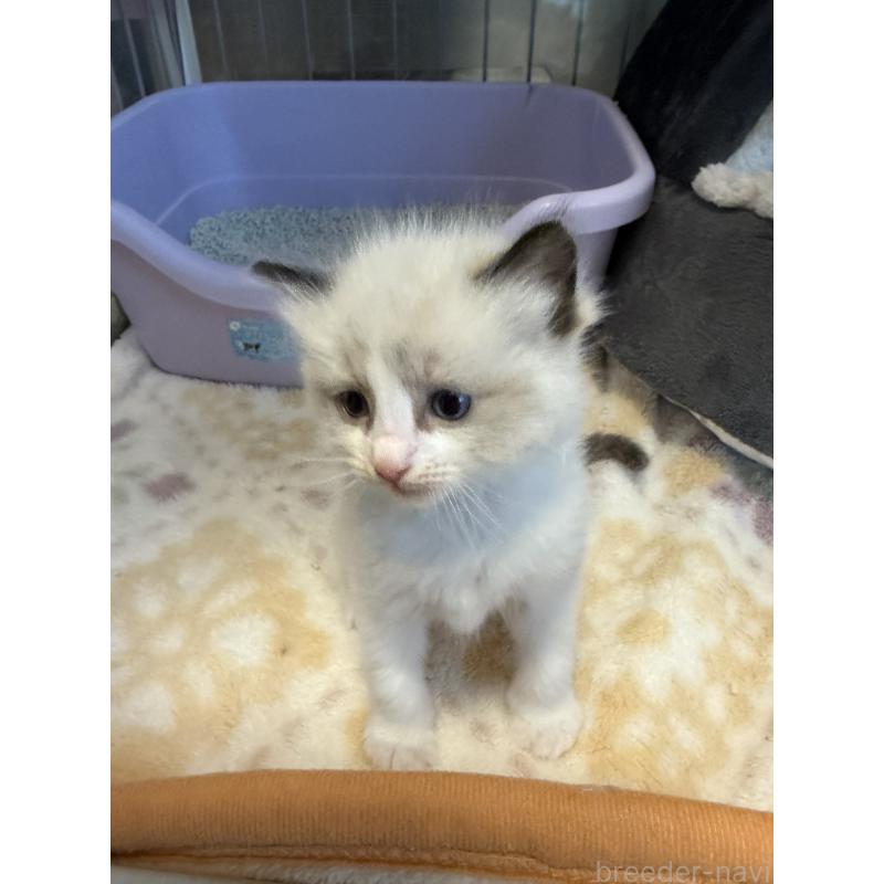 販売中の愛知県のラグドール-130389の12枚目