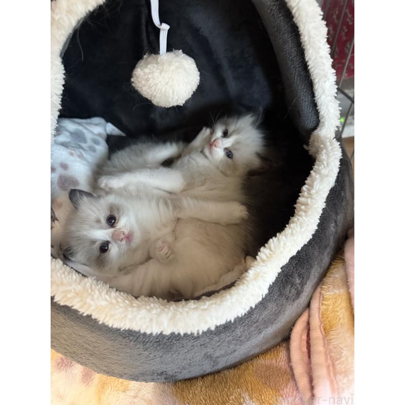 販売中の愛知県のラグドール-130389の11枚目