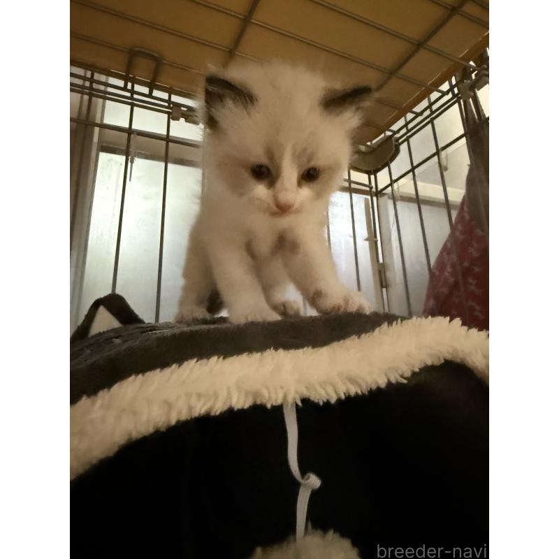 販売中の愛知県のラグドール-130389の10枚目