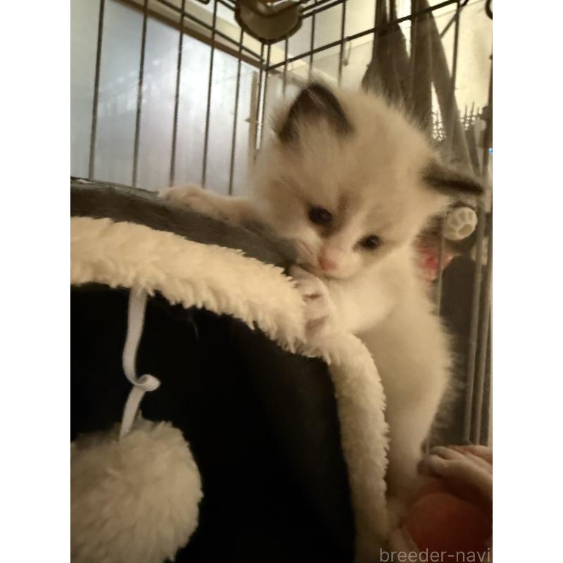 販売中の愛知県のラグドール-130389の9枚目