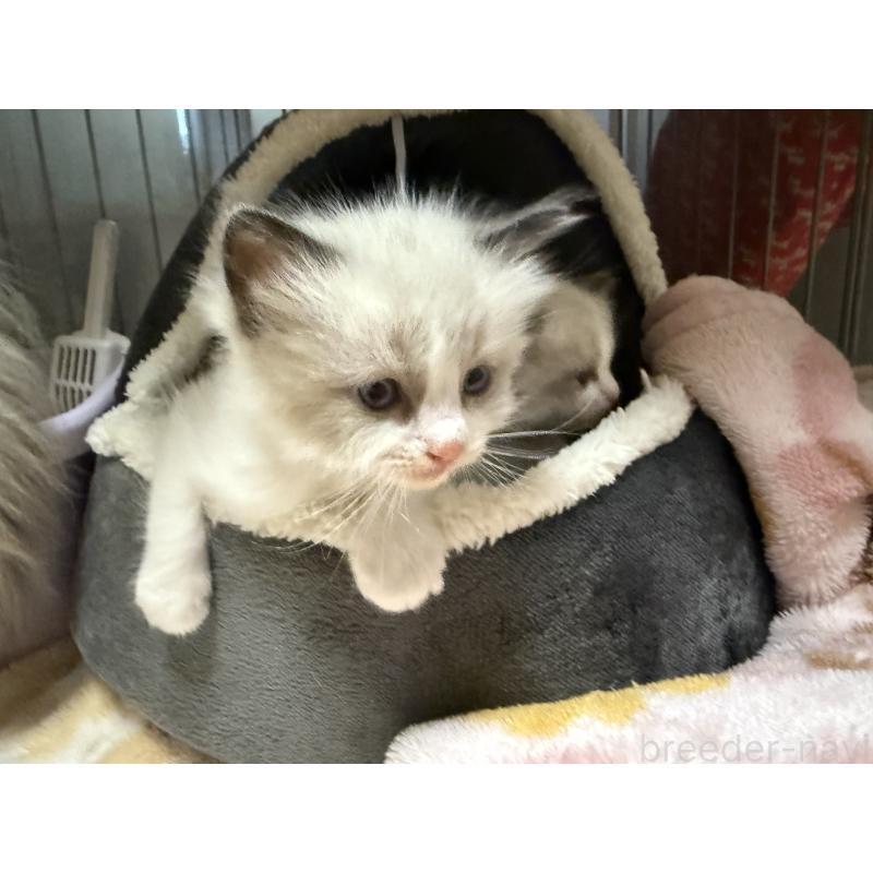 販売中の愛知県のラグドール-130389の8枚目