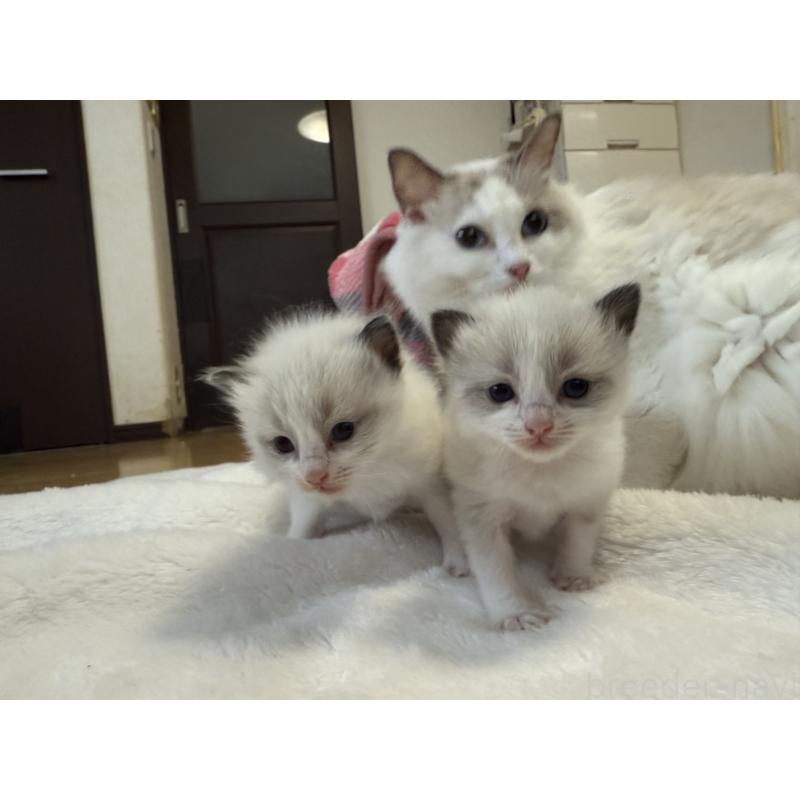 販売中の愛知県のラグドール-130389の5枚目