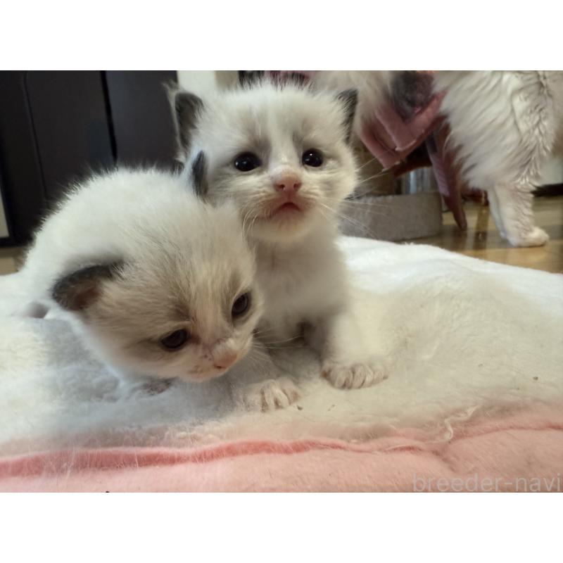 販売中の愛知県のラグドール-130389の3枚目