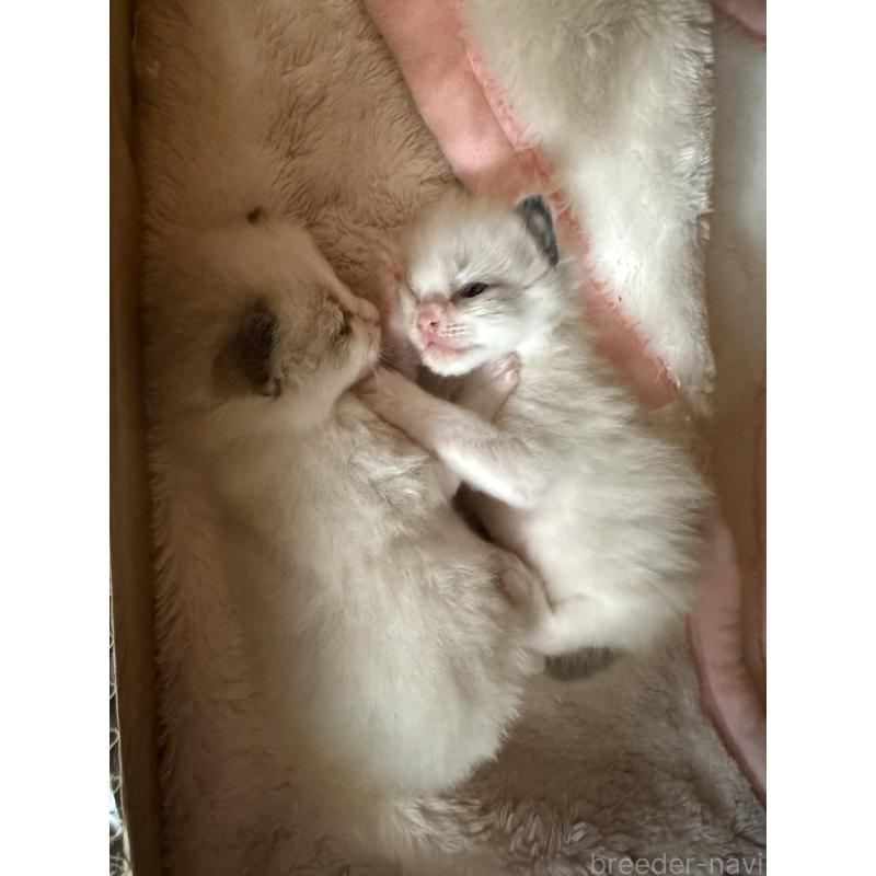 販売中の愛知県のラグドール-130389の2枚目