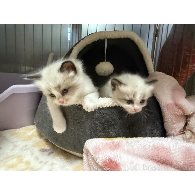 販売中の愛知県のラグドール-130390の11枚目