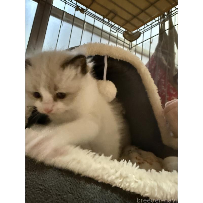 販売中の愛知県のラグドール-130390の10枚目