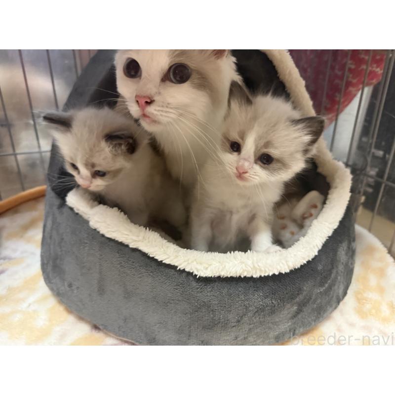 販売中の愛知県のラグドール-130390の9枚目