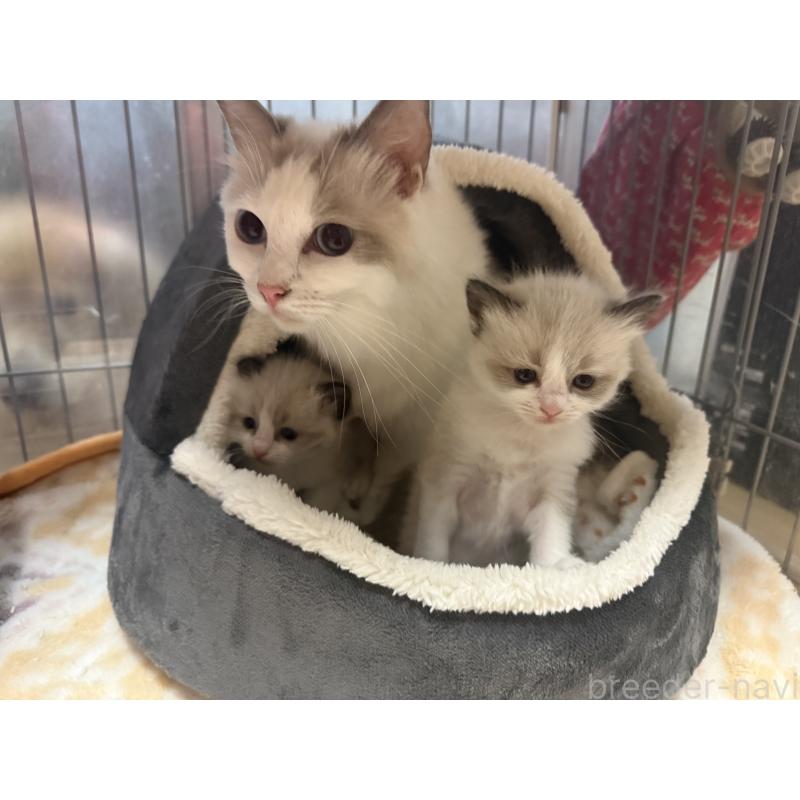 販売中の愛知県のラグドール-130390の8枚目