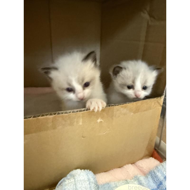 販売中の愛知県のラグドール-130390の7枚目