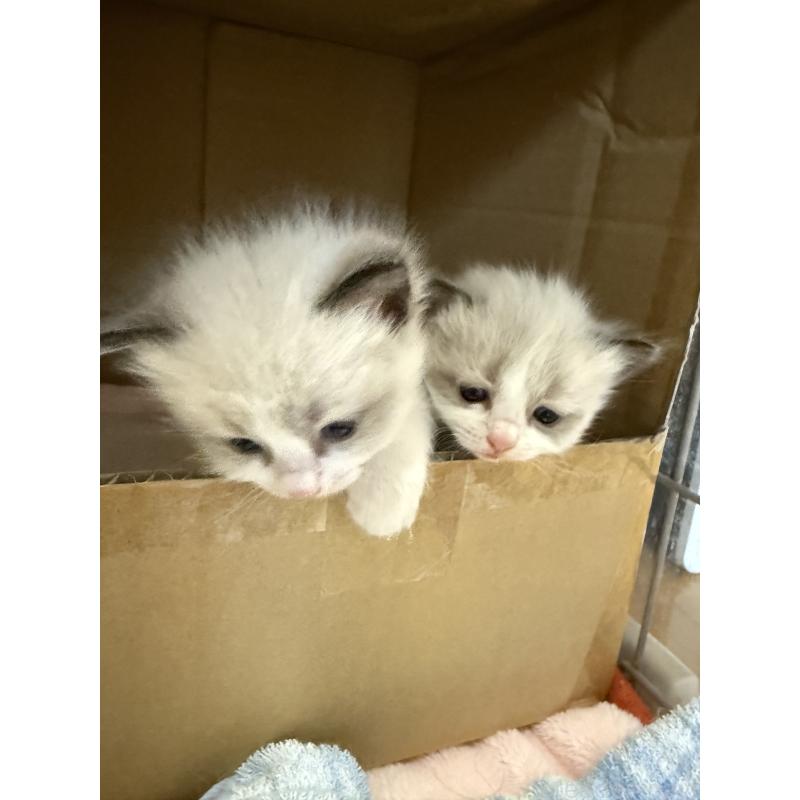 販売中の愛知県のラグドール-130390の6枚目