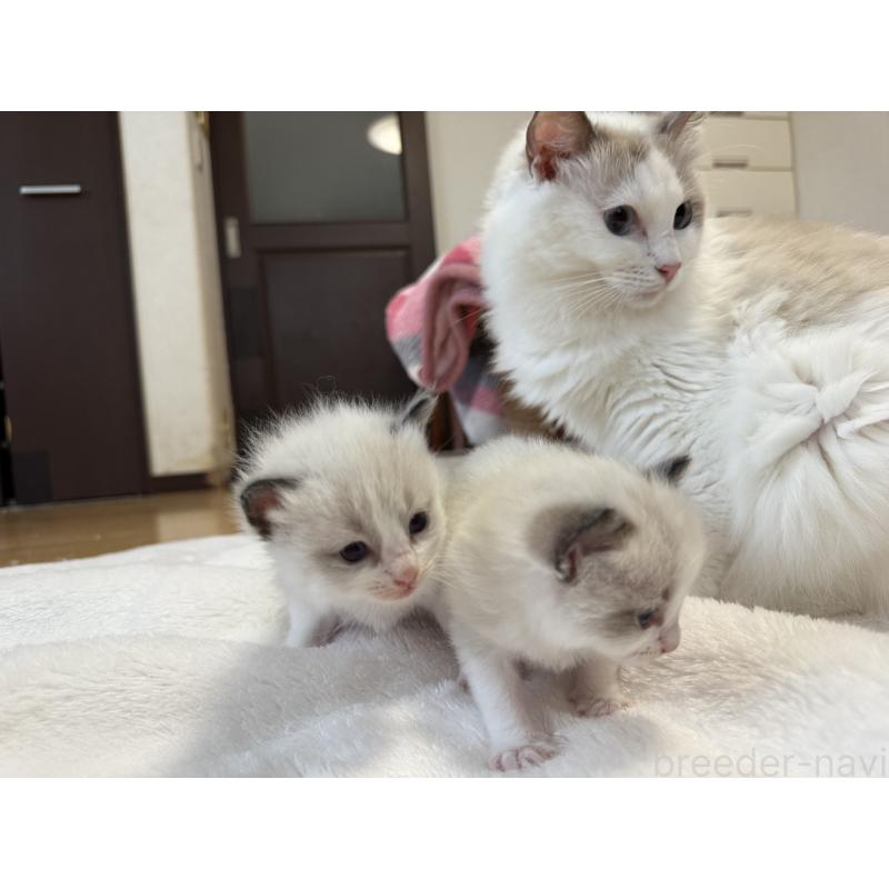 販売中の愛知県のラグドール-130390の4枚目