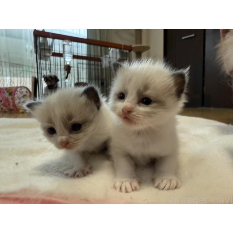 販売中の愛知県のラグドール-130390の3枚目