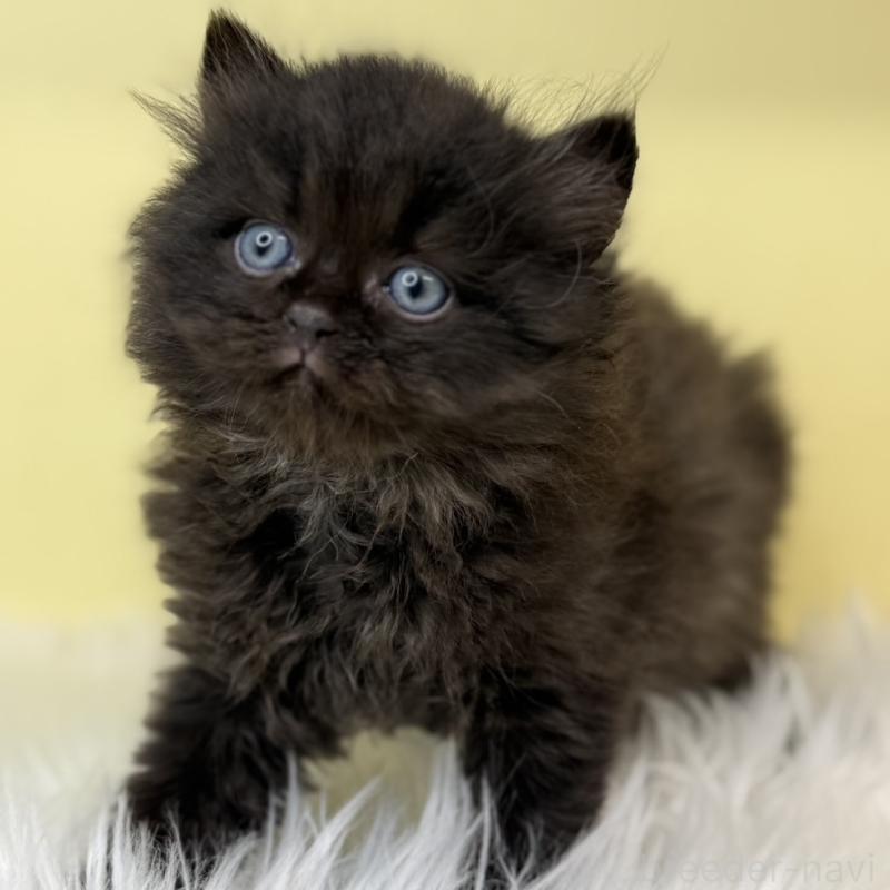 販売中の埼玉県のサイベリアン-129927