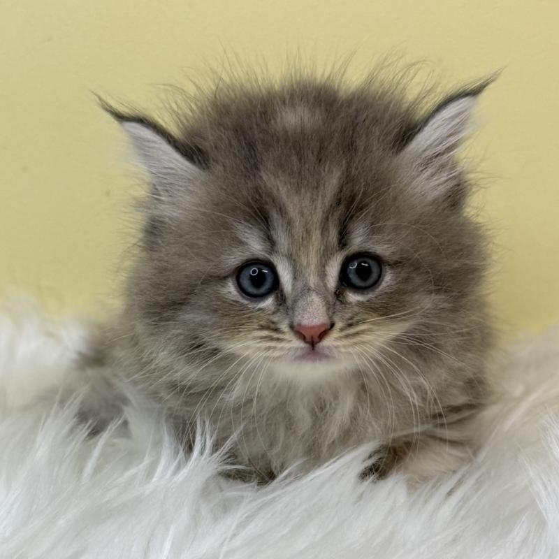 販売中の埼玉県のサイベリアン-129931の1枚目