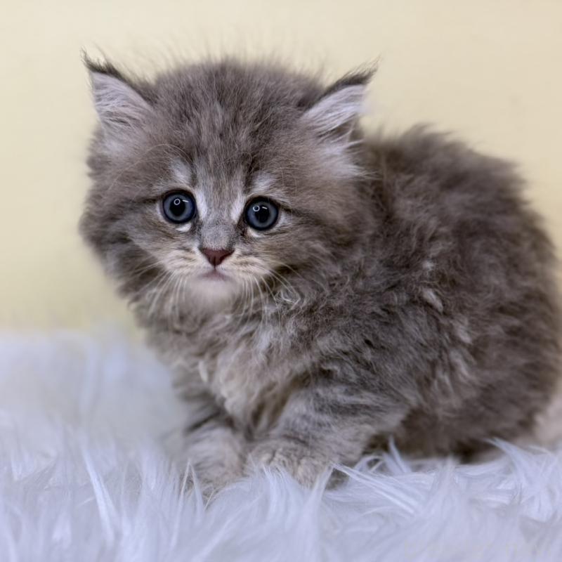 販売中の埼玉県のサイベリアン-129932