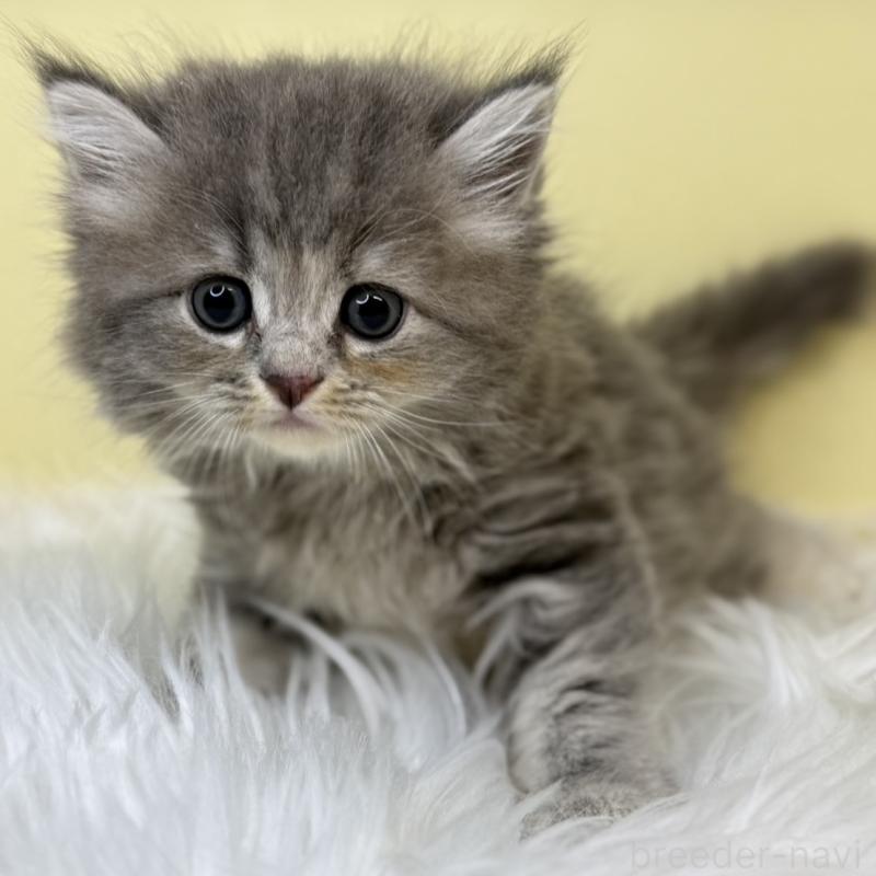 販売中の埼玉県のサイベリアン-129933