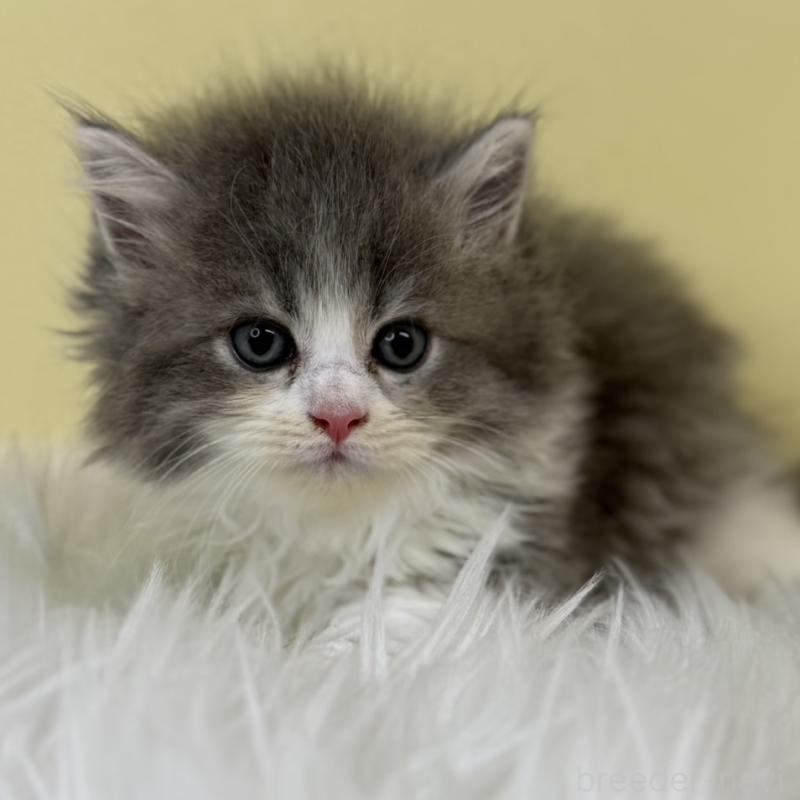 販売中の埼玉県のサイベリアン-129936