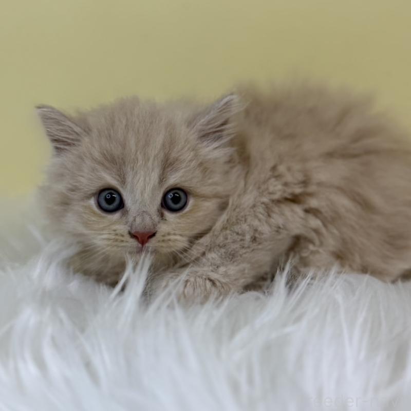 販売中の埼玉県のサイベリアン-129938