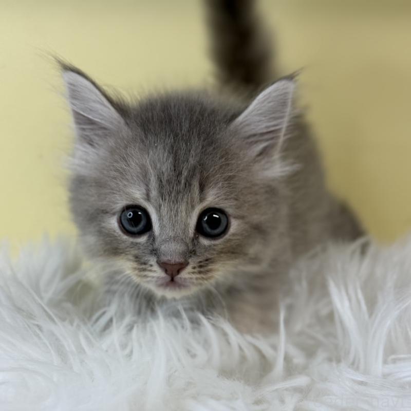 販売中の埼玉県のサイベリアン-129228