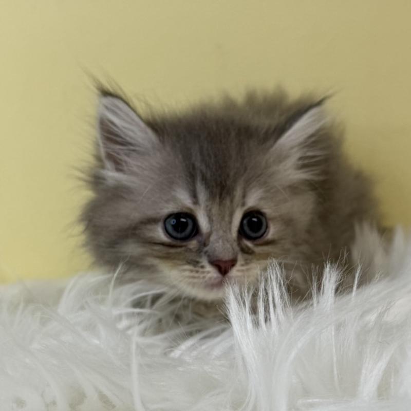 販売中の埼玉県のサイベリアン-129229