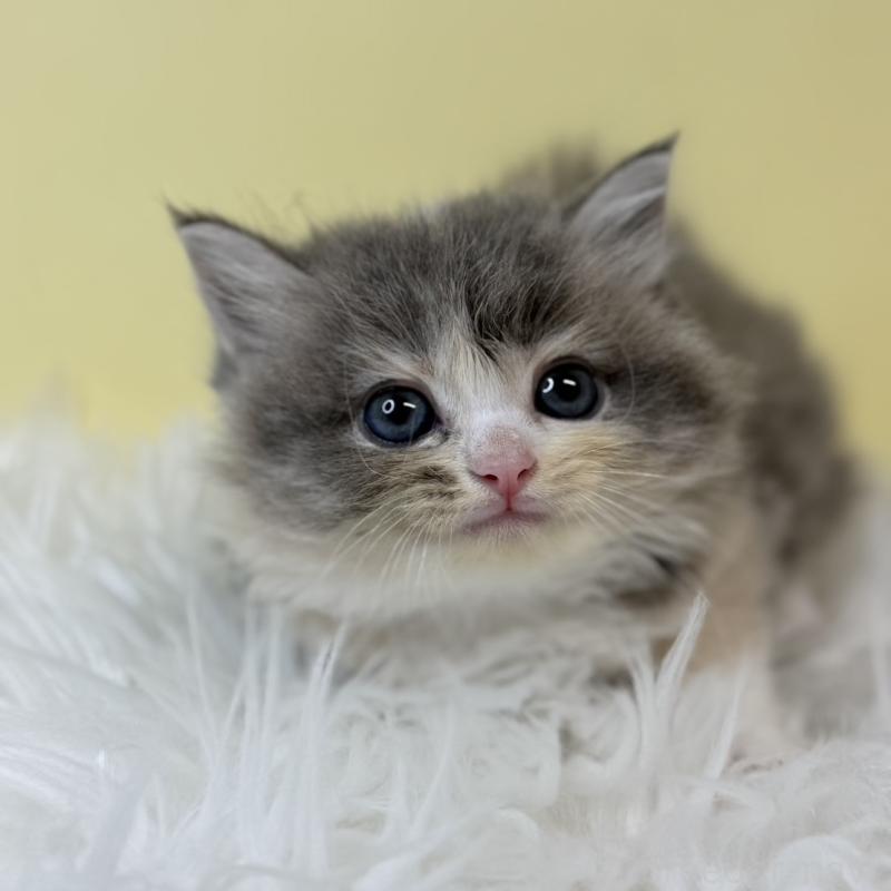 販売中の埼玉県のサイベリアン-129230