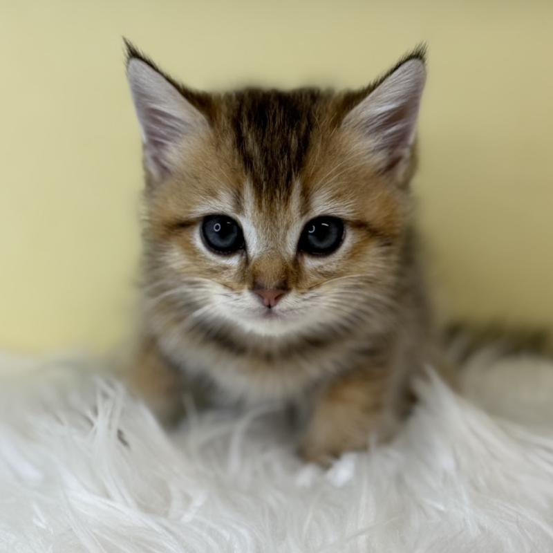 販売中の埼玉県のブリティッシュショートヘア-128848