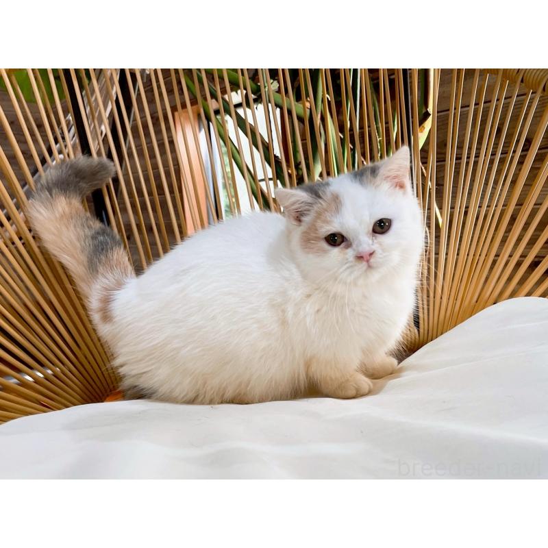 販売中の千葉県のミヌエット(短足)-121356の2枚目