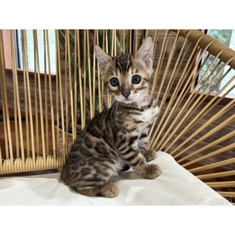 販売中の千葉県のベンガル-130368の6枚目