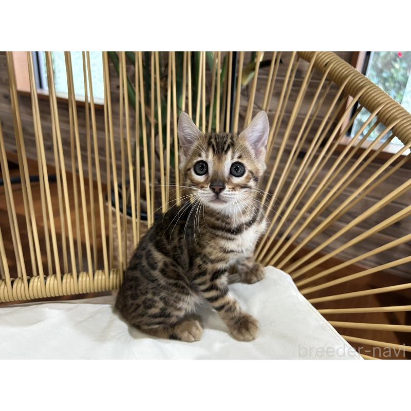 販売中の千葉県のベンガル-130368の5枚目