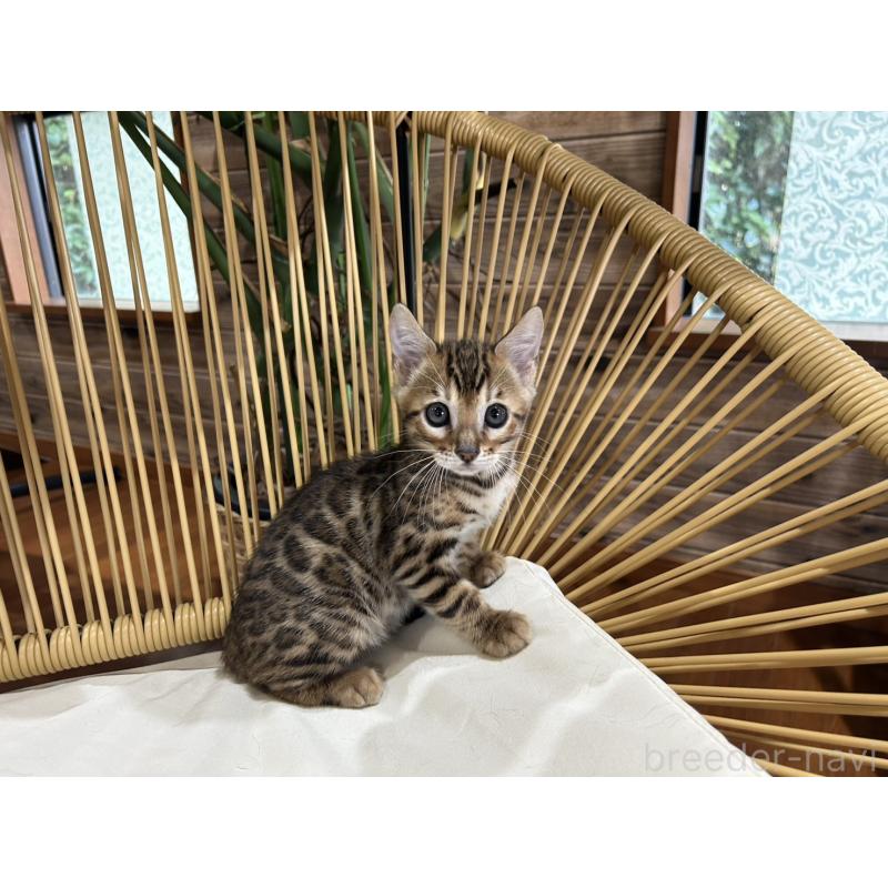 販売中の千葉県のベンガル-130368の4枚目