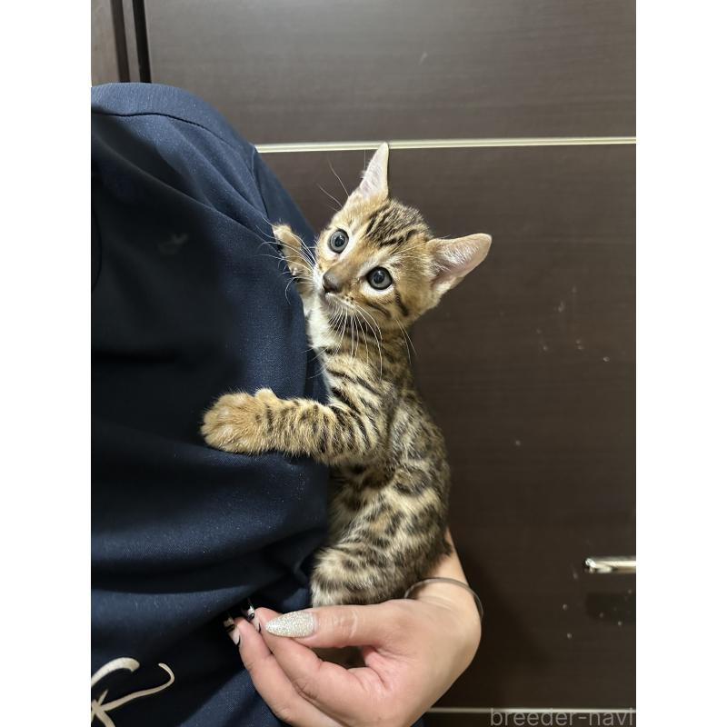 販売中の千葉県のベンガル-130368の2枚目