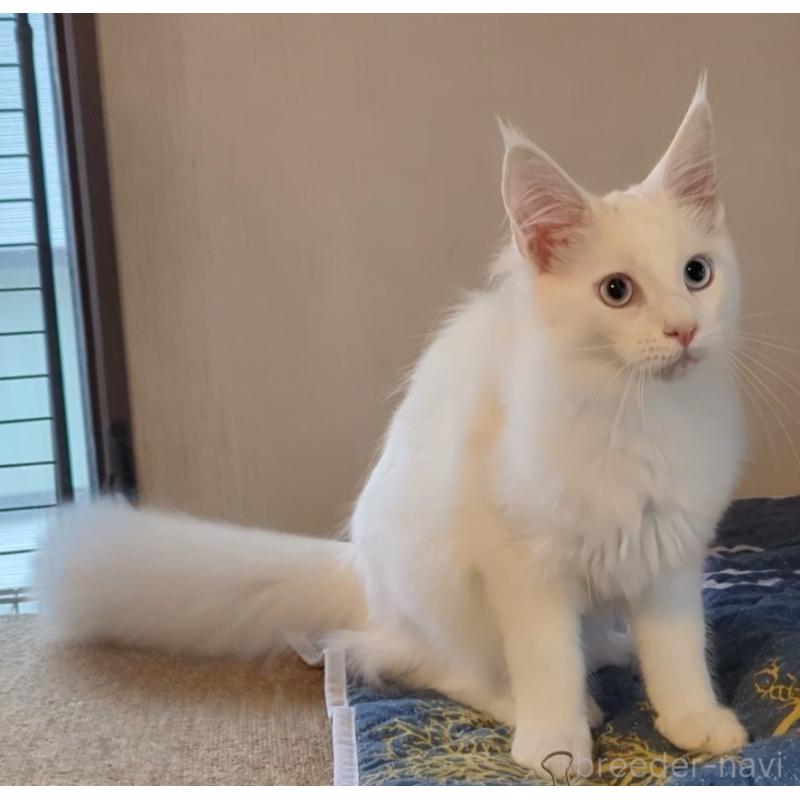 販売中の愛媛県のメインクーン-123037の5枚目