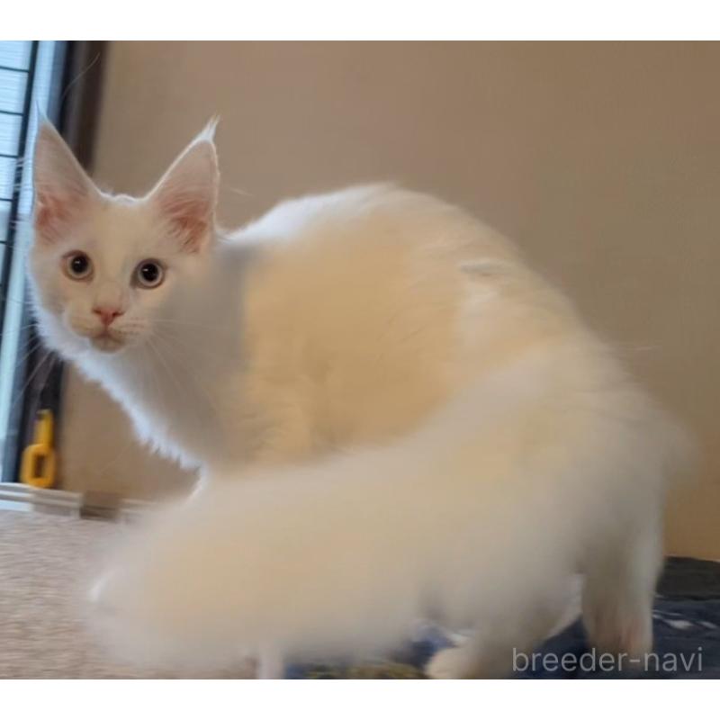 販売中の愛媛県のメインクーン-123037の4枚目