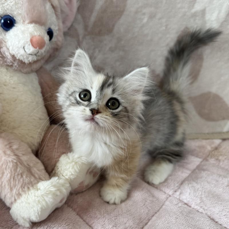 販売中の千葉県のマンチカン(短足)-128536の3枚目