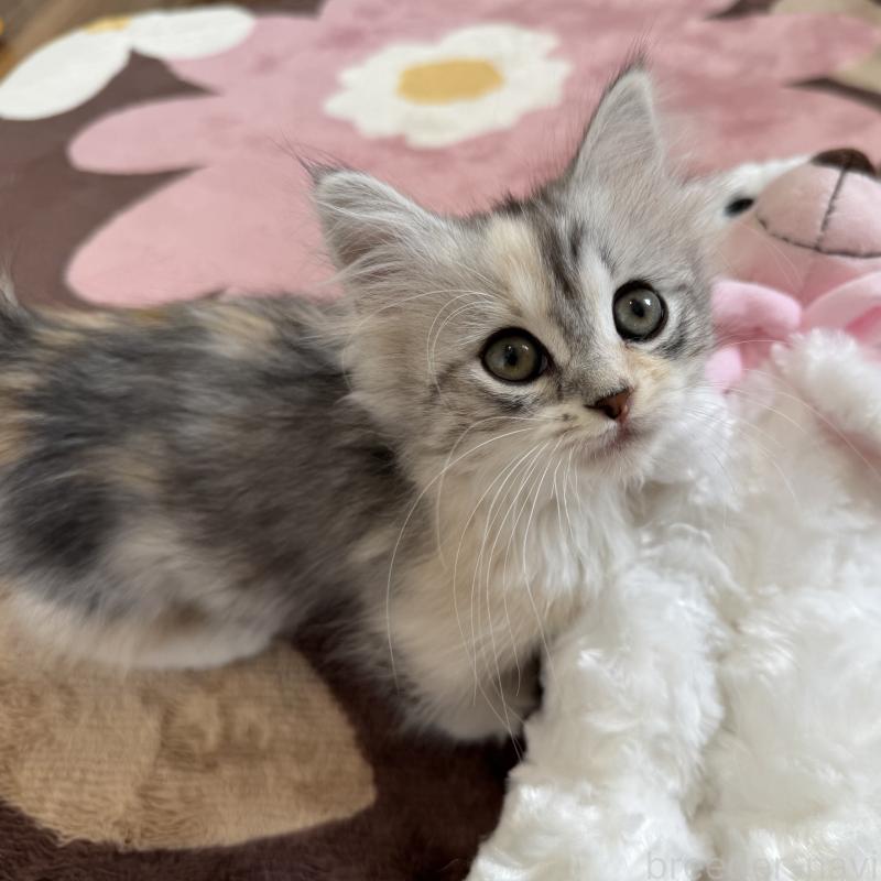 販売中の千葉県のマンチカン(短足)-128536の2枚目