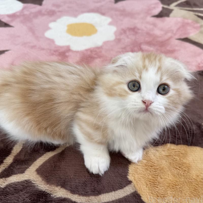 販売中の千葉県のマンチカン(短足)-128539