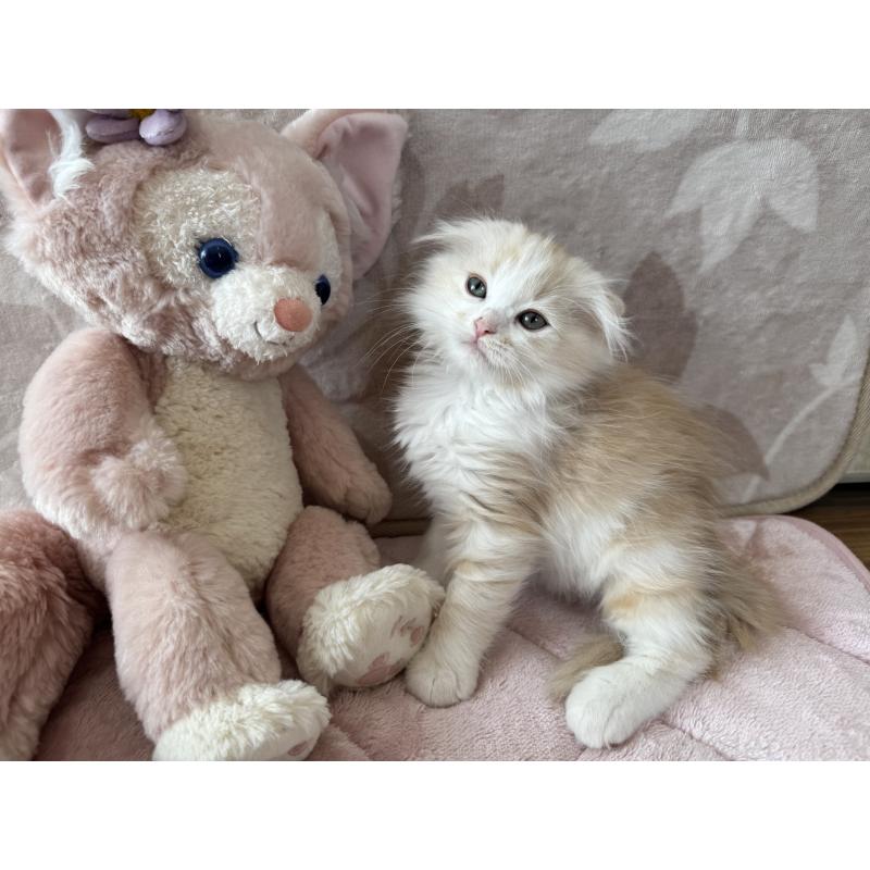 販売中の千葉県のマンチカン-128541の3枚目