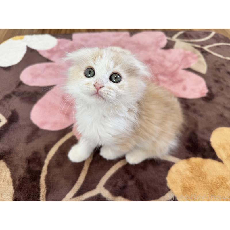 販売中の千葉県のマンチカン-128541の2枚目