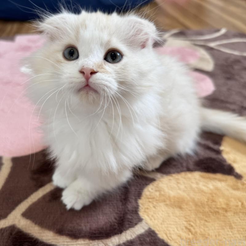 販売中の千葉県のマンチカン(短足)-128542の3枚目